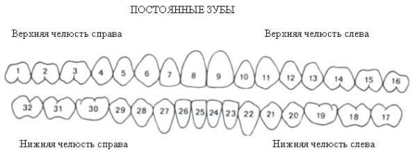 Нумерация зубов