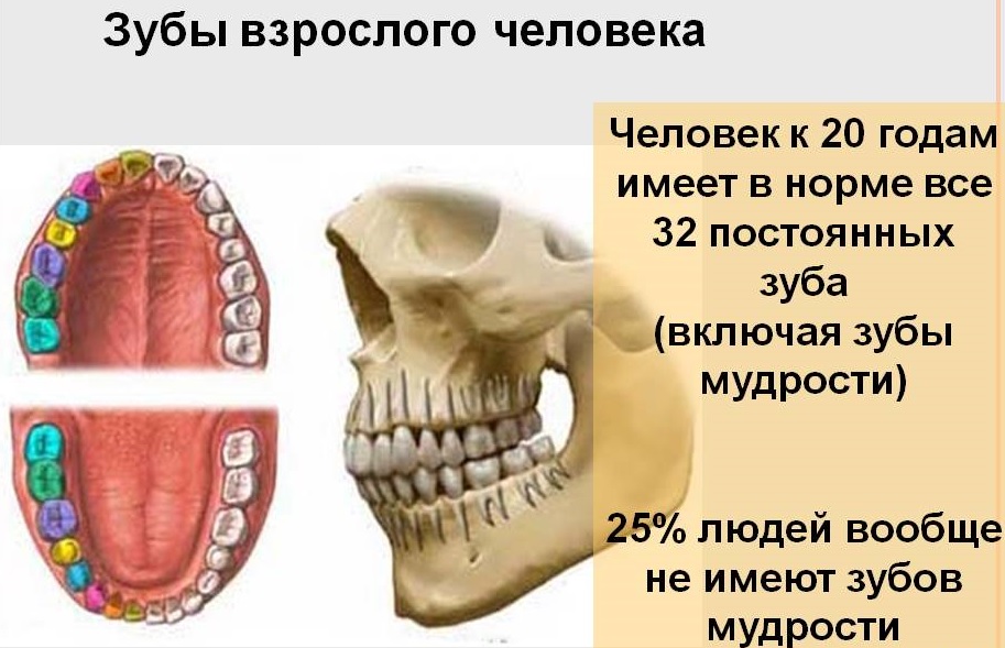 зубы человека