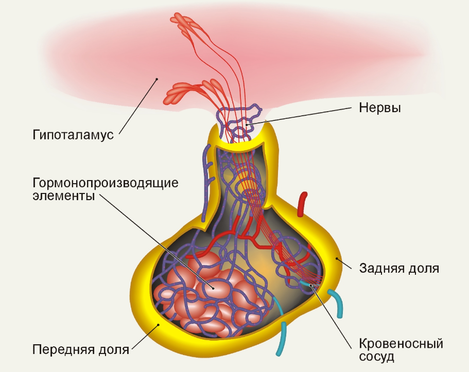 Гипофиз и тиреотропный гормон: какова их роль в организме
