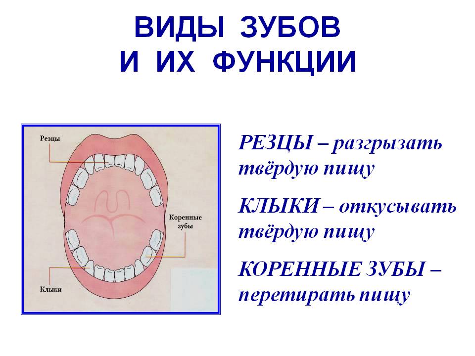 Названия зубов человека. Резцы клыки премоляры моляры функции. Типы и функции зубов. Типы зубов человека и их функции. Строение зубов резцы клыки.