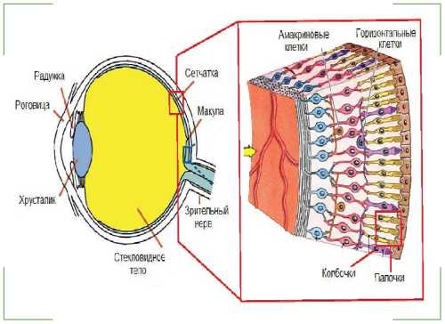 Макулодистрофия сетчатки глаза