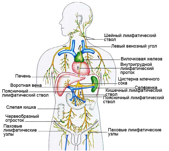 Схема лимфатической системы человека анатомия расположения. Лимфатическая система человека: общий план строения и функции. Лимфатическая система человека строение и функции таблица. Лимфатическая система человека анатомия таблицы. Метаболические лимфоузлы