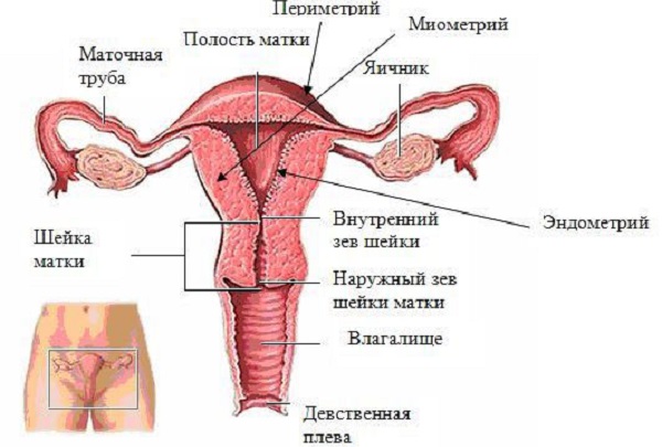 женские половые органы