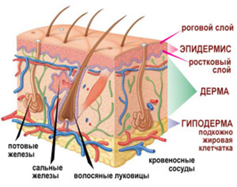 Состав кожи