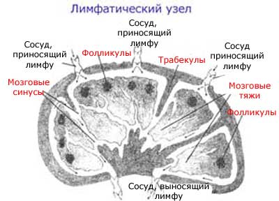 строение лимфатического узла