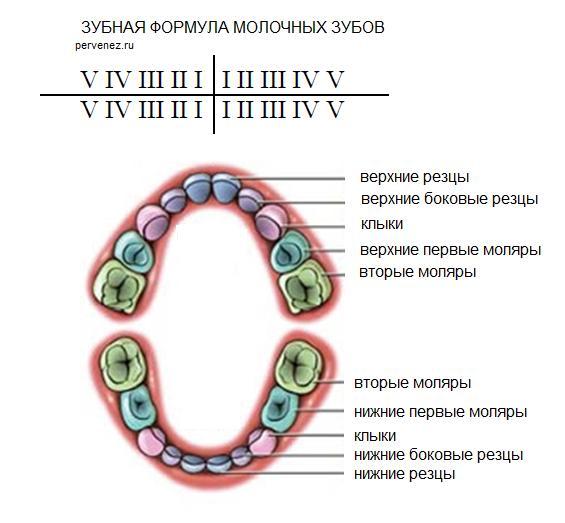 Схема выхода зубов у детей
