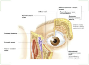 Анатомия слезной железы