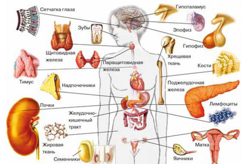 Эндокринная система и гормональные нарушения в организме