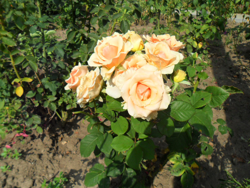 розы в саду, на своем огороде