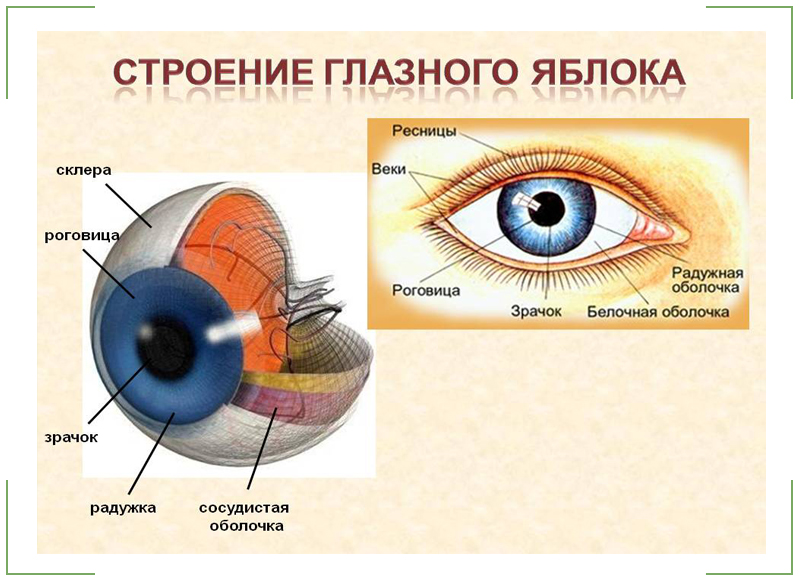 Как устроен глаз человека фото