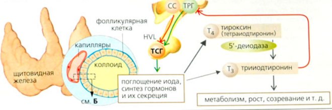 Какие железы выделяют тироксин. Схема выработки гормонов щитовидной железы. Схема образования тиреоидных гормонов. Схема образования гормонов щитовидной железы. Синтез гормонов щитовидной железы схема.