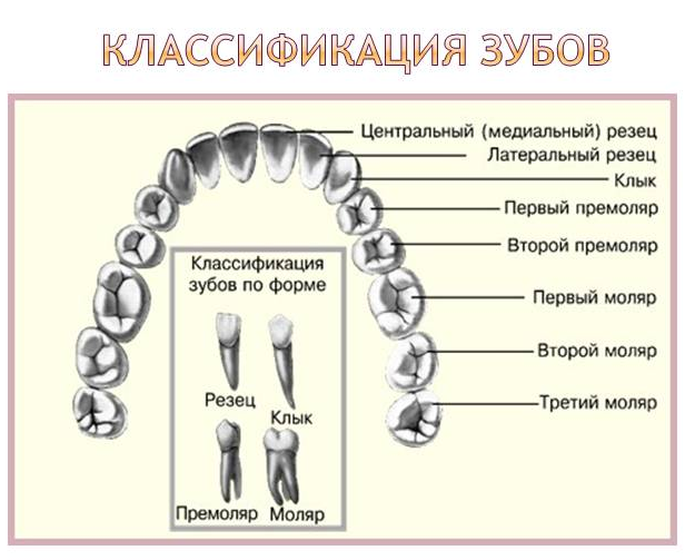 Как отличить молочный зуб от коренного