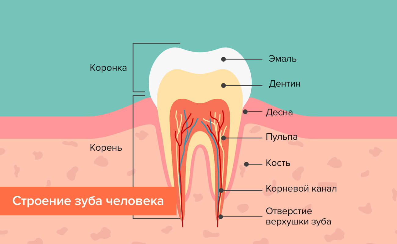 зуб человека