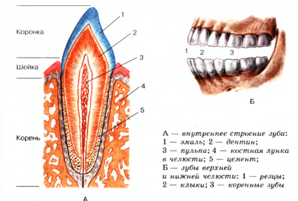 зубы у человека