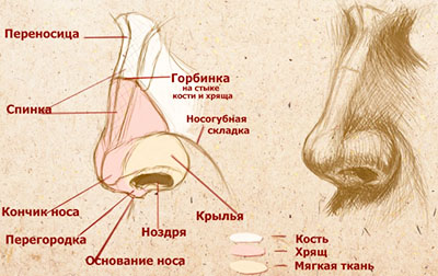 Наружное строение носа