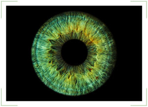 Оптическая система глаз