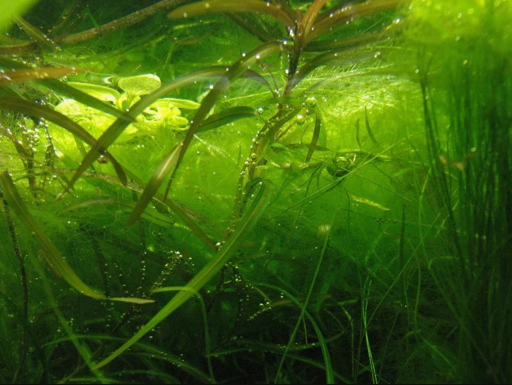 водоросли в озере, пруду