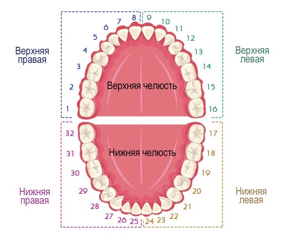Строение зубов человека: схема расположения и анатомические особенности